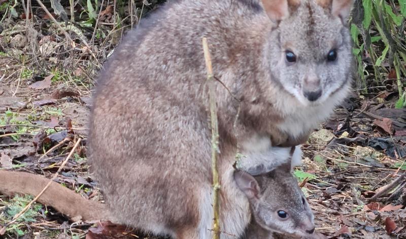 Welcome to our new baby Parma Wallabies! article image