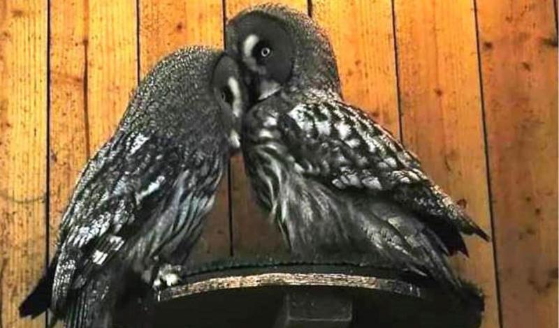 Our Great Grey Owls have become parents! article image