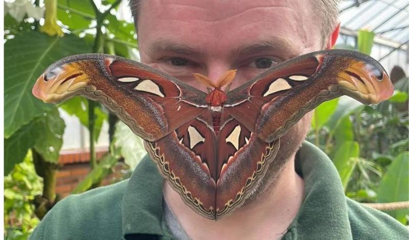 Look out for one of the biggest moths in the world! article image