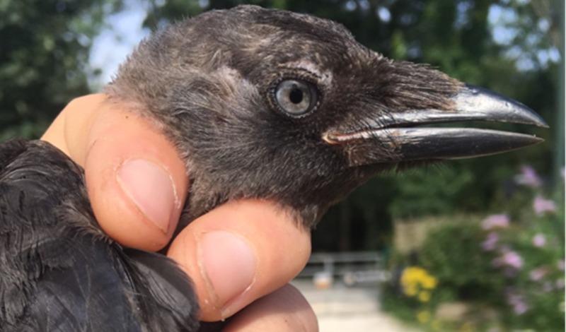Rare second brood of Jackdaws on site article image