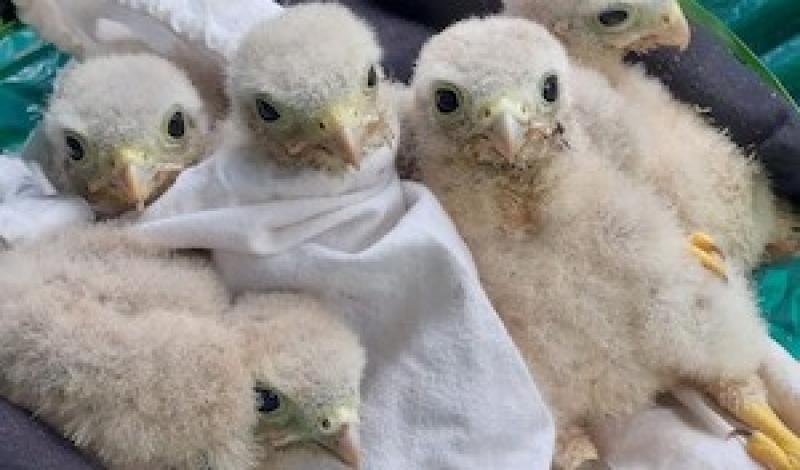 Seven week old baby kestrel chicks article image