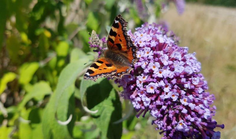2022's Big Butterfly Count is underway article image