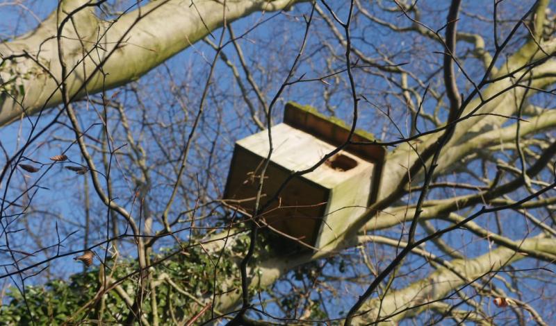 Bird box maintenance for spring arrivals article image