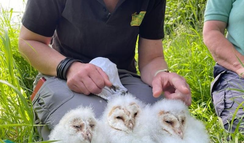 Owlet ringing! article image