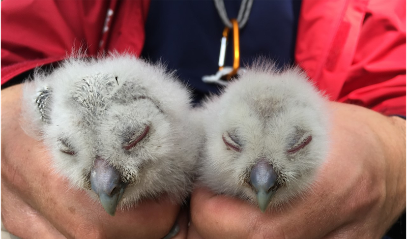 Tawny owl chicks found in nest box in Derbyshire article image