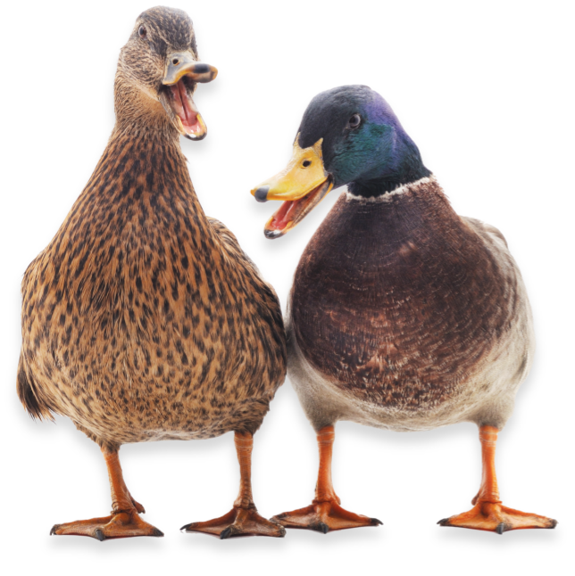 duck-image