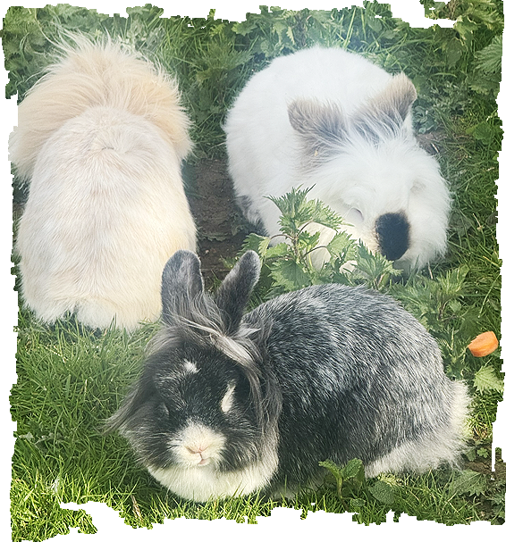 Angora Rabbit