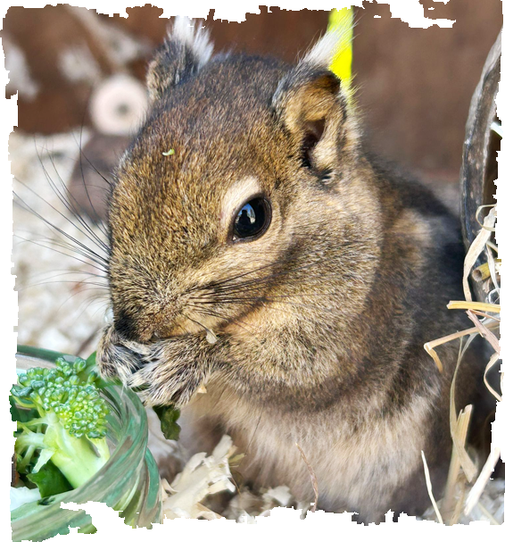 Himalayan Striped Squirrel