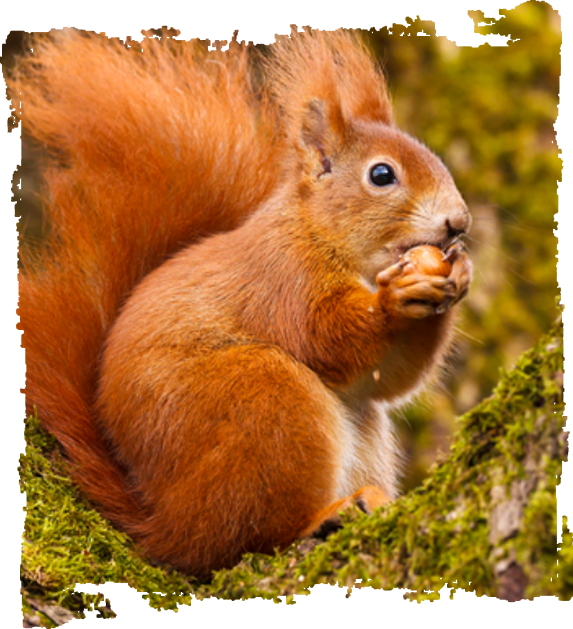 Red Squirrel portrait