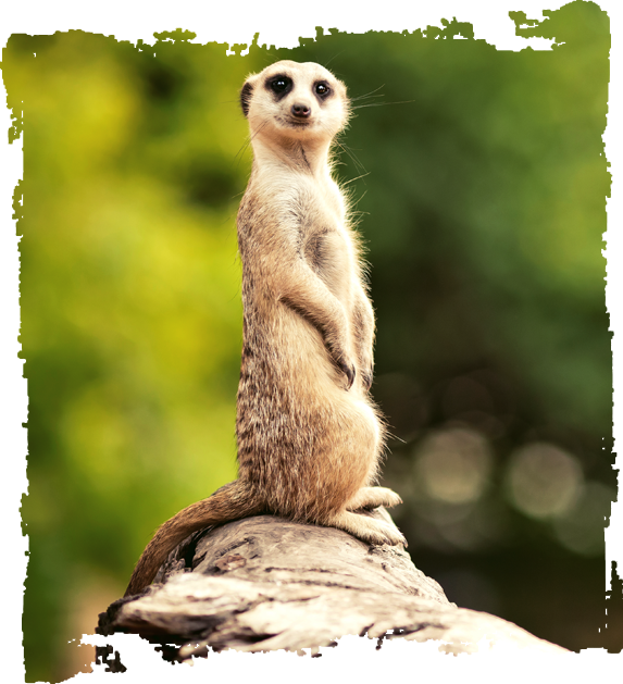 Slender-tailed Meerkat portrait
