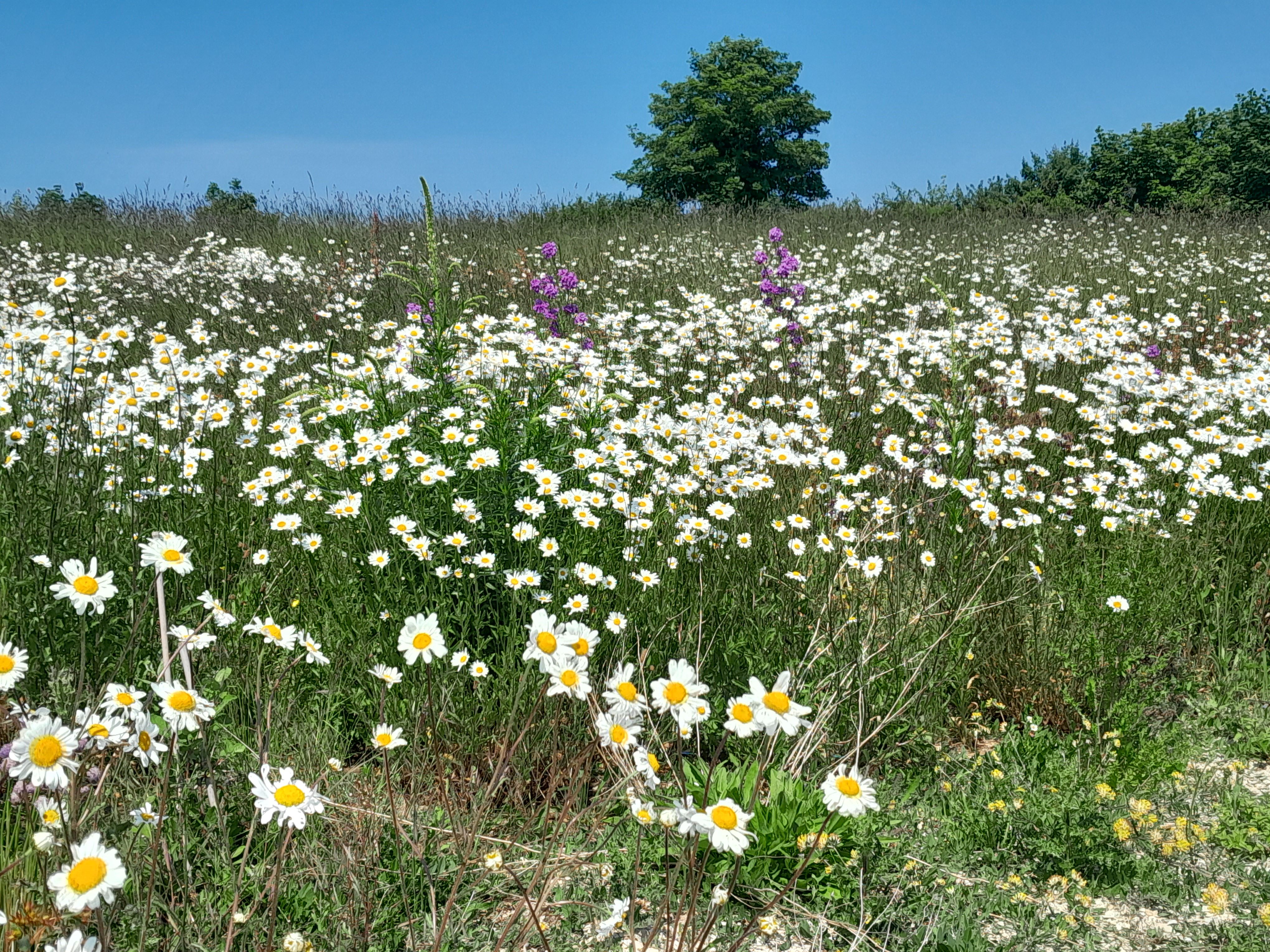 It's National Meadows Day! article image
