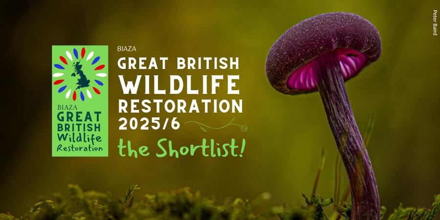 Great British Wildlife Restoration shortlist article image