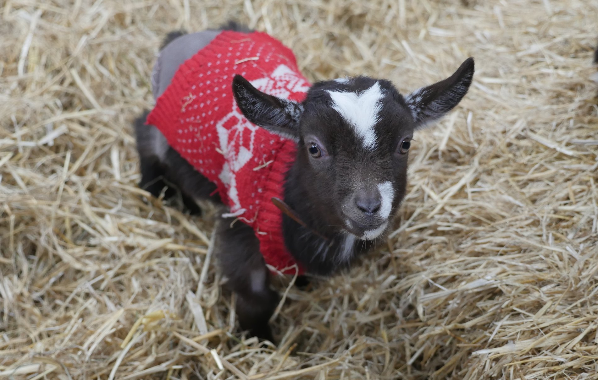 4 baby goats are born here at the park! article image