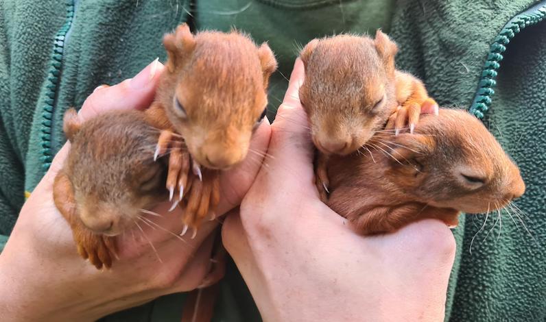 New baby squirrel kits born at park article image